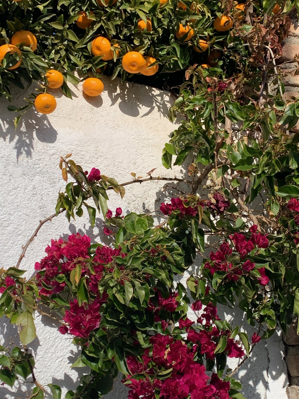 Oranges and pink flowers in the Spanish sunshine
